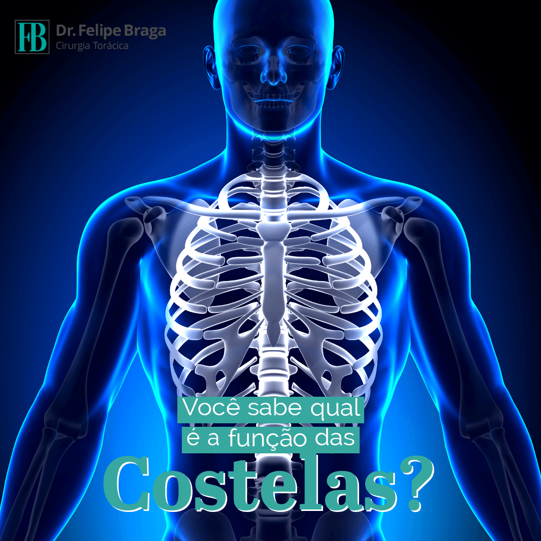 Você sabe qual é função das costelas?