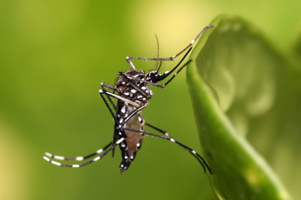 Dengue: O mesmo problemas e novas estratégias!